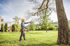 Best Tree Removal  in Mendota, CA