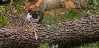 Best Tree Maintenance Programs  in Mendota, CA