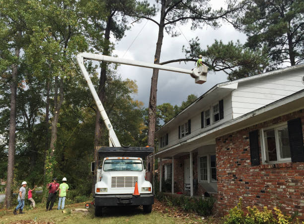 How Our Tree Care Process Works  in  Mendota, CA